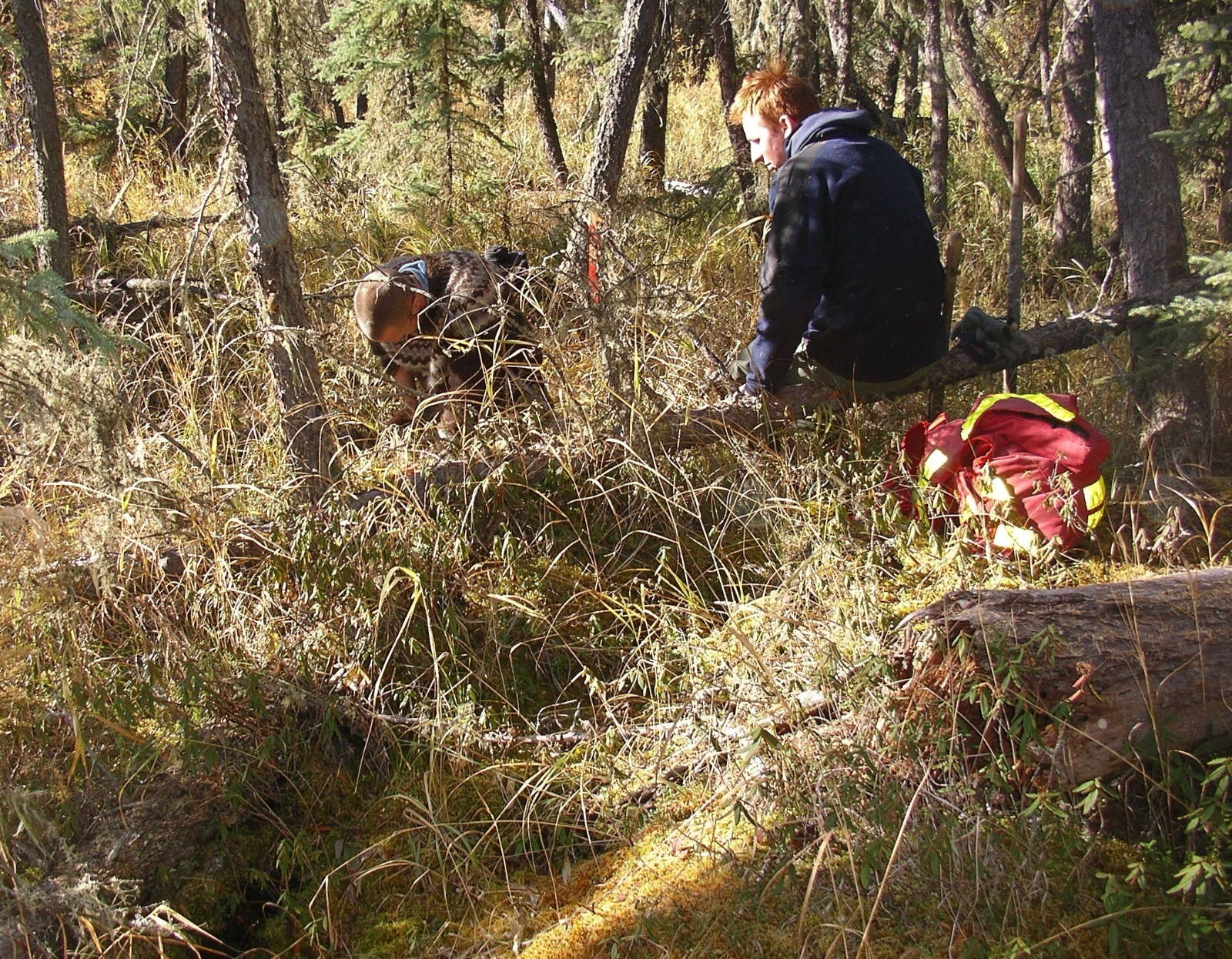 Dru and Steve at a peat hummock hibernacula for toad MAC at the boreal area